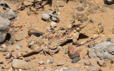 Horned Toad lizard in Gold Butte National Monument