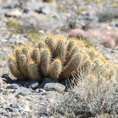 Hedgehog cactus in Desert National Wildlife Refuge