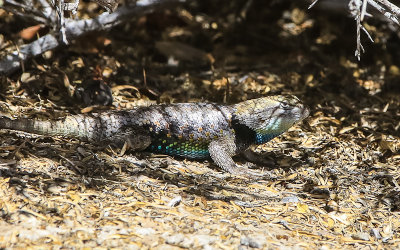 Large lizard in Desert National Wildlife Refuge