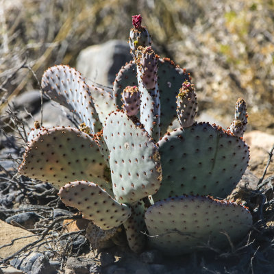 Prickly Pear cactus with fruit in Desert National Wildlife Refuge