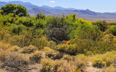 Trees and vegetation along a desert spring in Desert National Wildlife Refuge