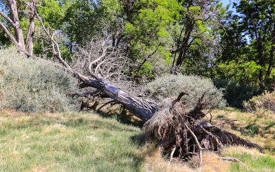 Fallen tree in the spring fed area of Desert National Wildlife Refuge