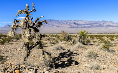 Dying Joshua tree, Yucca plants and the Sheep Mountain Range in Tule Springs Fossil Beds NM