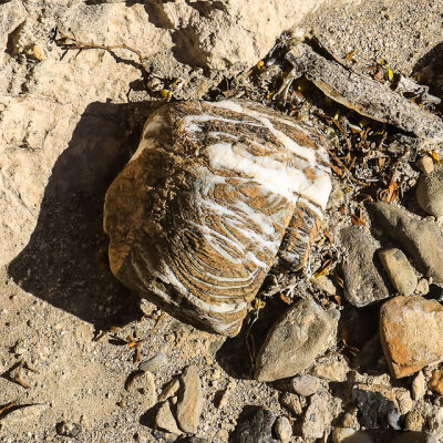 Interesting rock at the Corn Creek Road site in Tule Springs Fossil Beds NM