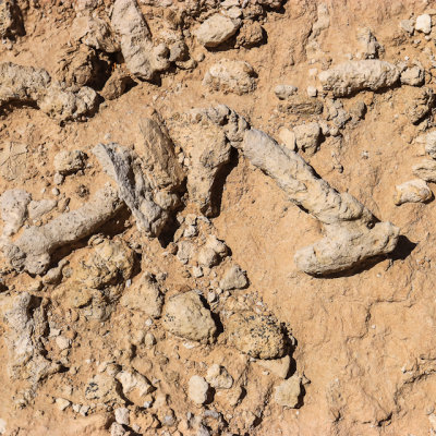 Fossils on the surface at the Durango Road site in Tule Springs Fossil Beds NM