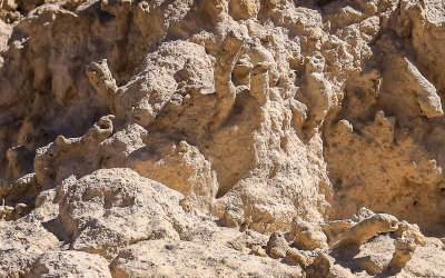 Fossilized plant or corral remains protruding from the clay in Tule Springs Fossil Beds NM