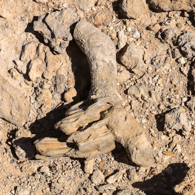 Durango Road site fossil on the grounds in Tule Springs Fossil Beds NM