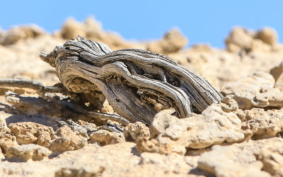 Dried and weather worn wood at the Durango Road site in Tule Springs Fossil Beds NM