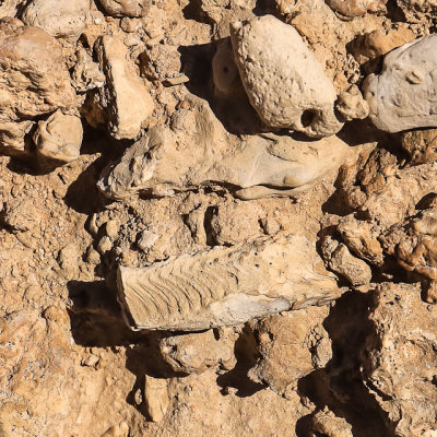 Fossils on the surface at the Durango Road site in Tule Springs Fossil Beds NM