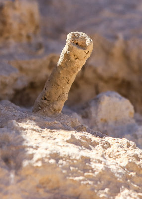 Fossil protruding from the soil at the Durango Road site in Tule Springs Fossil Beds NM