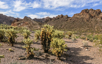 Cholla Cactus with the Eldorado Mountains in the distance in El Dorado Canyon, Nelson Nevada