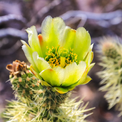Cholla Cactus bloom in El Dorado Canyon, Nelson Nevada