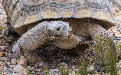 Close up of a Desert Tortoise in Red Rock Canyon National Conservation Area