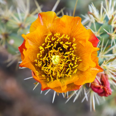 Cactus flower in Red Rock Canyon National Conservation Area