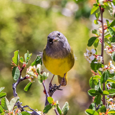 MacGillivray’s Warbler along the North Rim in Grand Canyon National Park
