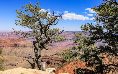 View through Pinion-Juniper trees from along the Cape Royal Trail in Grand Canyon National Park