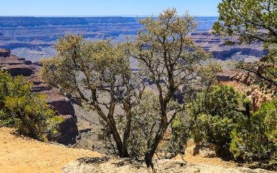 Big Sagebrush on the North Rim at Cape Royal in Grand Canyon National Park