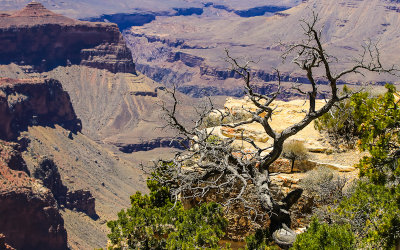 Dead tree on a ledge along the Cape Royal Trail in Grand Canyon National Park