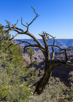 Dead tree with the canyon in the background in Grand Canyon National Park