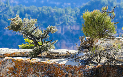 Backlit bushes on a ledge in Grand Canyon National Park