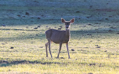 Mule deer in a meadow in Grand Canyon National Park