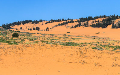 Hills covered in sand and Juniper and Pinion pines in Coral Pink Sand Dunes State Park