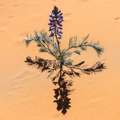 Flower and shadow on the sand in Coral Pink Sand Dunes State Park