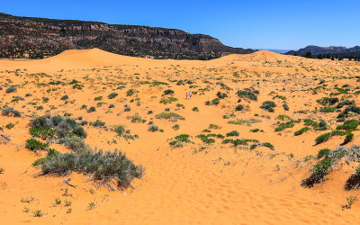 The main sand field in Coral Pink Sand Dunes State Park