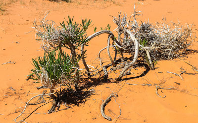 Plants surviving in sand in Coral Pink Sand Dunes State Park
