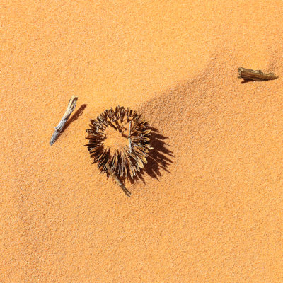 Sticks and seed pods being absorbed by sand in Coral Pink Sand Dunes State Park
