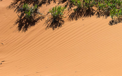 Wind pattern in the sand in Coral Pink Sand Dunes State Park