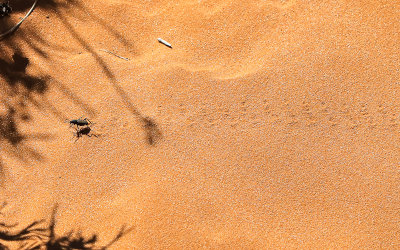 A beetle tracks across the sand in Coral Pink Sand Dunes State Park