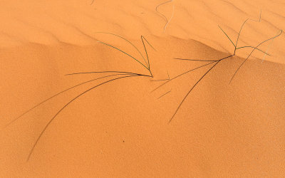 Shadows of dune grass fall on smooth sand in Coral Pink Sand Dunes State Park