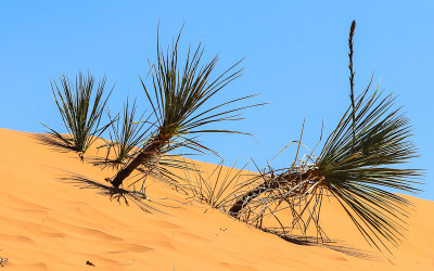 Kanab Yucca growing in the sand in Coral Pink Sand Dunes State Park