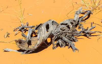 A twisted plant skeleton in Coral Pink Sand Dunes State Park