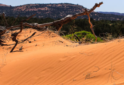 Dead tree on top of a dune in Coral Pink Sand Dunes State Park