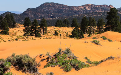 Pines and Kanab Yuccas in the sand in Coral Pink Sand Dunes State Park