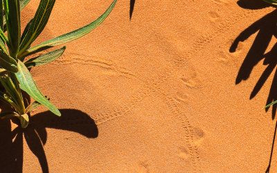 Animal and insect tracks across the sand in Coral Pink Sand Dunes State Park…