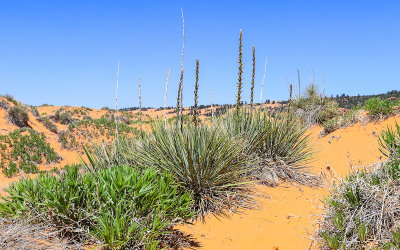 Kanab Yuccas on the dunes in Coral Pink Sand Dunes State Park