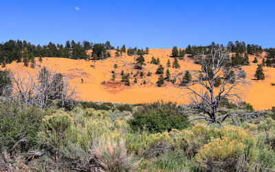 The moon over the sand covered hills in Coral Pink Sand Dunes State Park