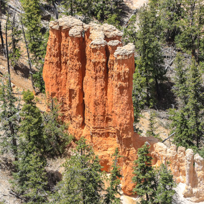 Eroded towers in the Bryce Amphitheater in Bryce Canyon National Park