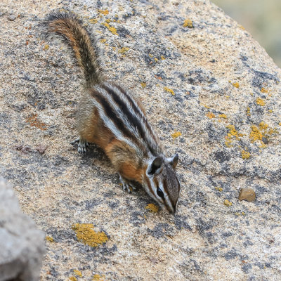Uinta Chipmunk at Bryce Point in Bryce Canyon National Park