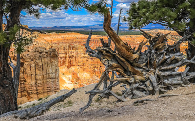 Upended tree roots frame the Bryce Amphitheater from the Rim Trail in Bryce Canyon National Park
