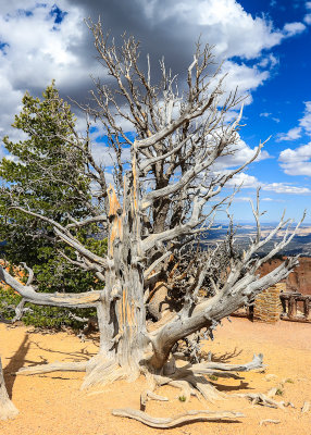 1600 year old Bristlecone Pine along the Bristlecone Loop Trail in Bryce Canyon National Park