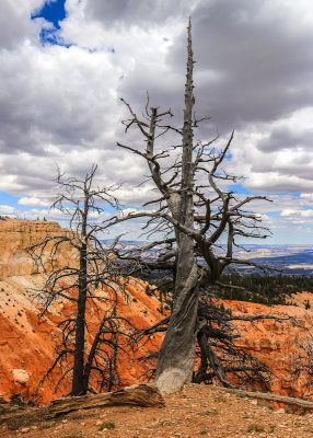 Trees along the Bristlecone Loop Trail in Bryce Canyon National Park