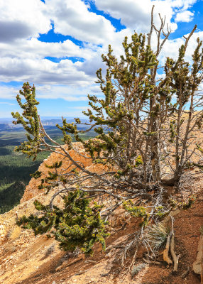 A Limber pine along the Bristlecone Loop Trail in Bryce Canyon National Park