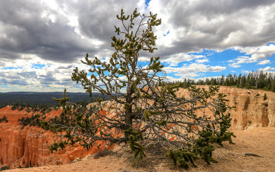Limber pine along the Bristlecone Loop Trail in Bryce Canyon National Park