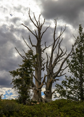 Barren trees along the Bristlecone Loop Trail in Bryce Canyon National Park