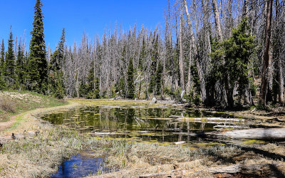 The spring fed Alpine Pond at just over 10,000 feet in Cedar Breaks National Monument