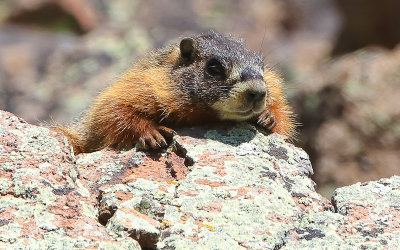 A Marmot suns itself on a rock along the Alpine Pond Trail in Cedar Breaks National Monument